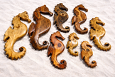 Cape Cod Hand-Carved Wooden Seahorse Wall Art – Coastal Beach House Decor by D.Q.R.